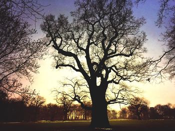 Bare trees at sunset