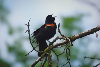 Low angle view of bird perching on branch
