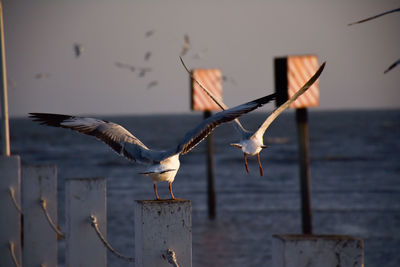 Seagulls flying over wooden post