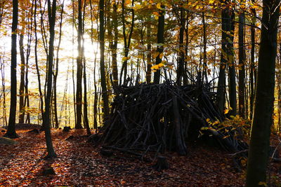 Close-up of trees in forest