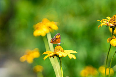Close-up of butterfly pollinating on yellow flower