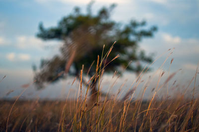 Close-up of plants against sky