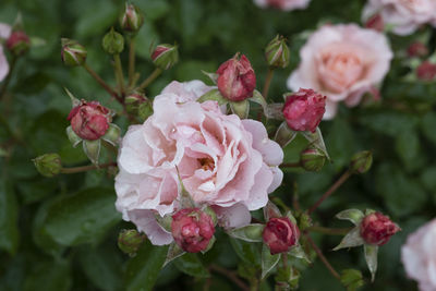 Close-up of pink roses