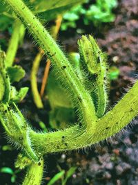 Close-up of succulent plant