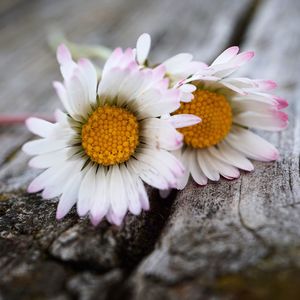 Close-up of flowering plant