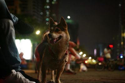 Dog standing by people on street at night