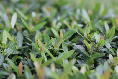 Full frame shot of plants growing on field
