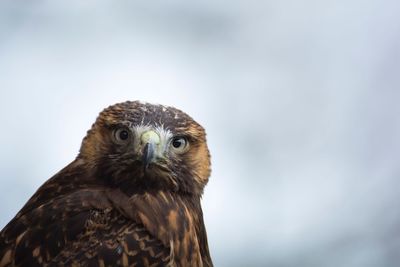 Close-up portrait of eagle