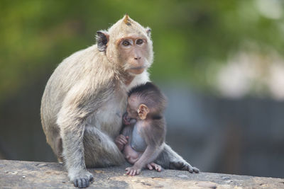 Close-up of monkey