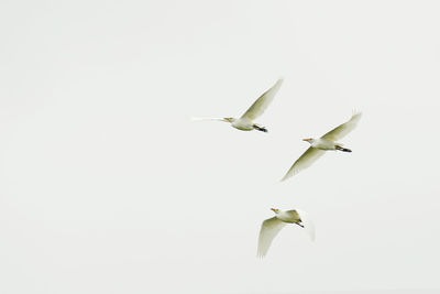 Bird flying over white background