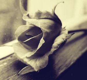 Close-up of rose