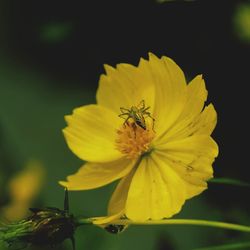 Close-up of yellow flower