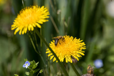 Close-up of insect on yellow flower