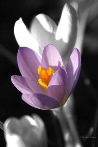 Close-up of flower blooming outdoors