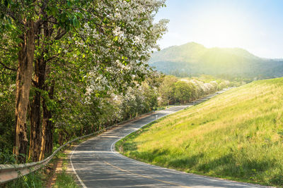 Road amidst trees against sky