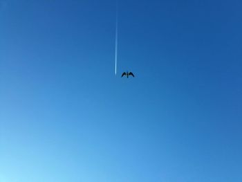 Low angle view of bird flying in sky