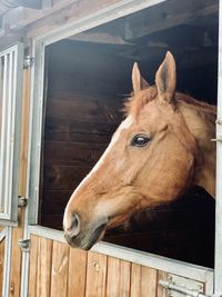 Close-up of a horse