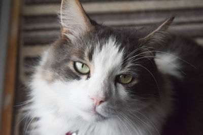 Close-up portrait of cat