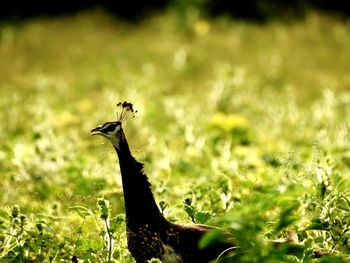 Close-up of a bird on a land