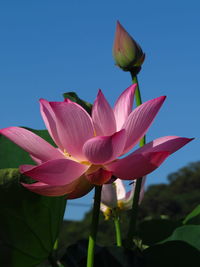 Lotus blooming in summer