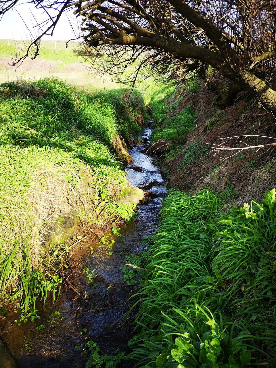 VIEW OF PLANTS GROWING ON LAND