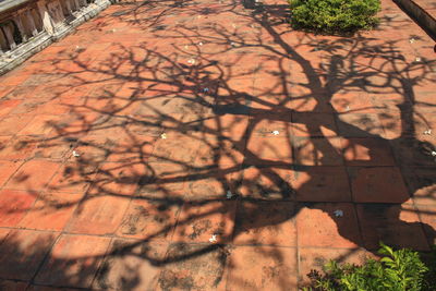 High angle view of tree shadow on wall