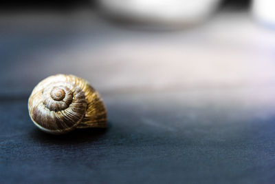 Close-up of snail on table