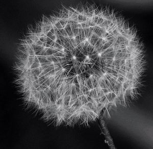 Close-up of dandelion flower