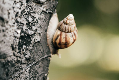 Close-up of snail on tree trunk