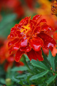 Close-up of red flowers