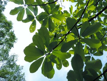 Low angle view of leaves on tree