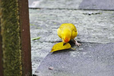 Close-up of yellow bird perching on retaining wall