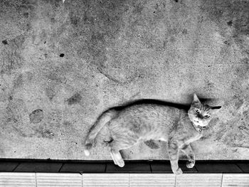 High angle view of cat on wall