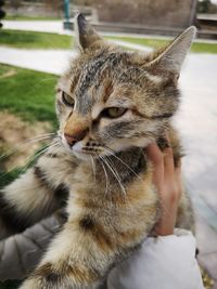 Close-up of a cat with eyes closed