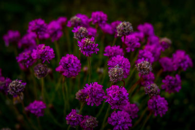 Close-up of purple flowers blooming outdoors