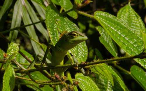 Close-up of green lizard