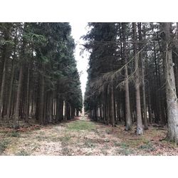 Trees growing in forest against sky