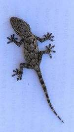 Close-up of lizard