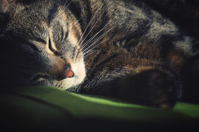 Close-up of cat sleeping