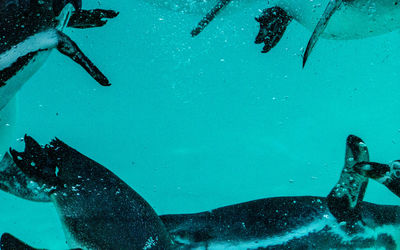 View of penguins swimming in sea