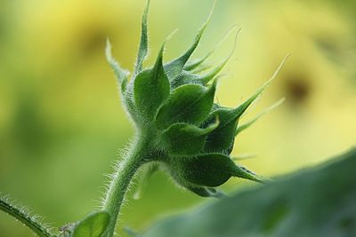 Close-up of plant