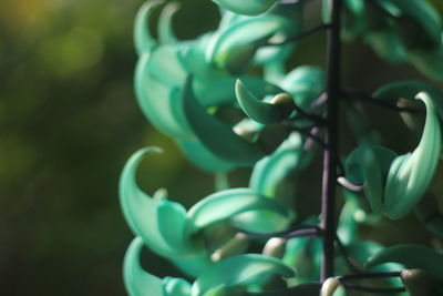 Close-up of green plant