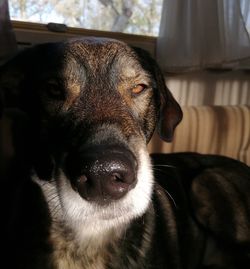 Close-up portrait of a dog at home