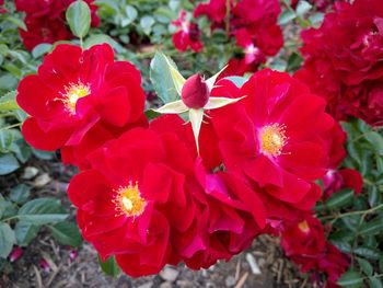 Close-up of red flowers