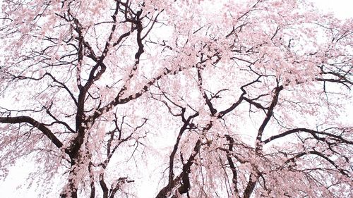 Low angle view of bare tree against sky