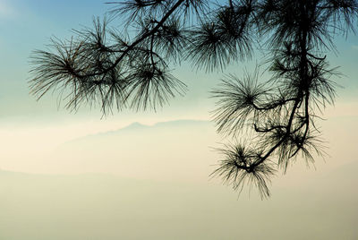 Close-up of silhouette tree against sky during sunset