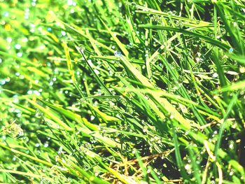 Close-up of grass growing on field