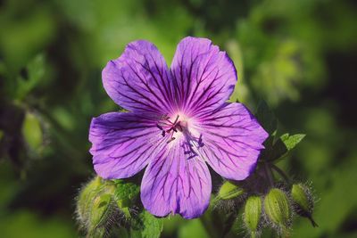 Close-up of purple flower blooming outdoors