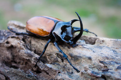 Close-up of beetle on rock