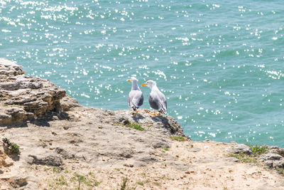 Birds perching by sea